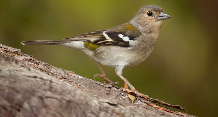 Birdwatching Tour Madeira - Fringilla coelebs maderensis